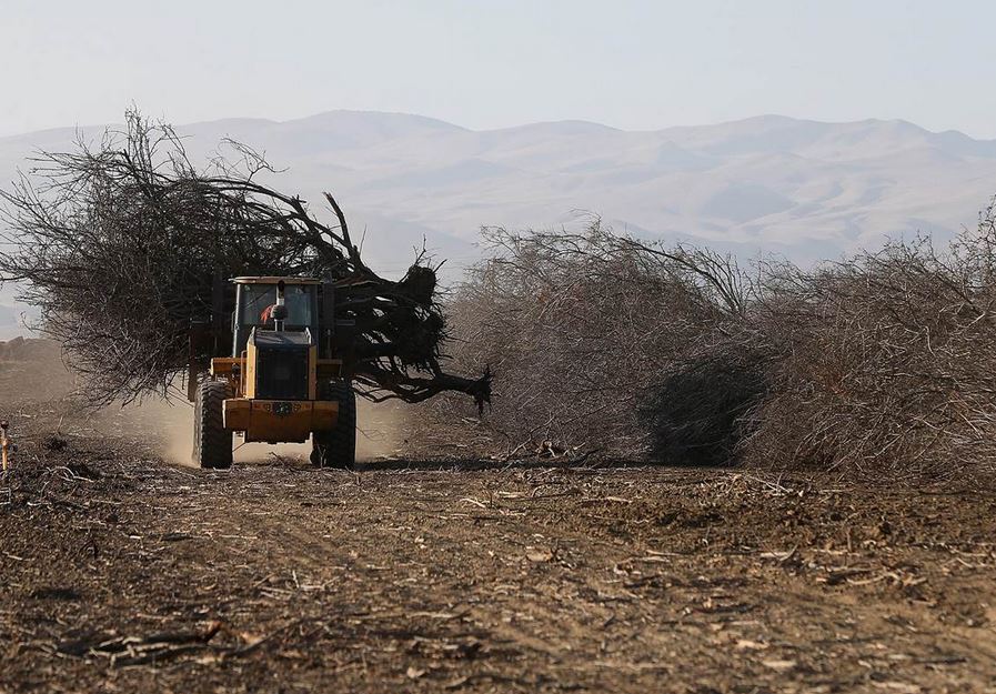 Special Series The Economics of the Drought for California Food and