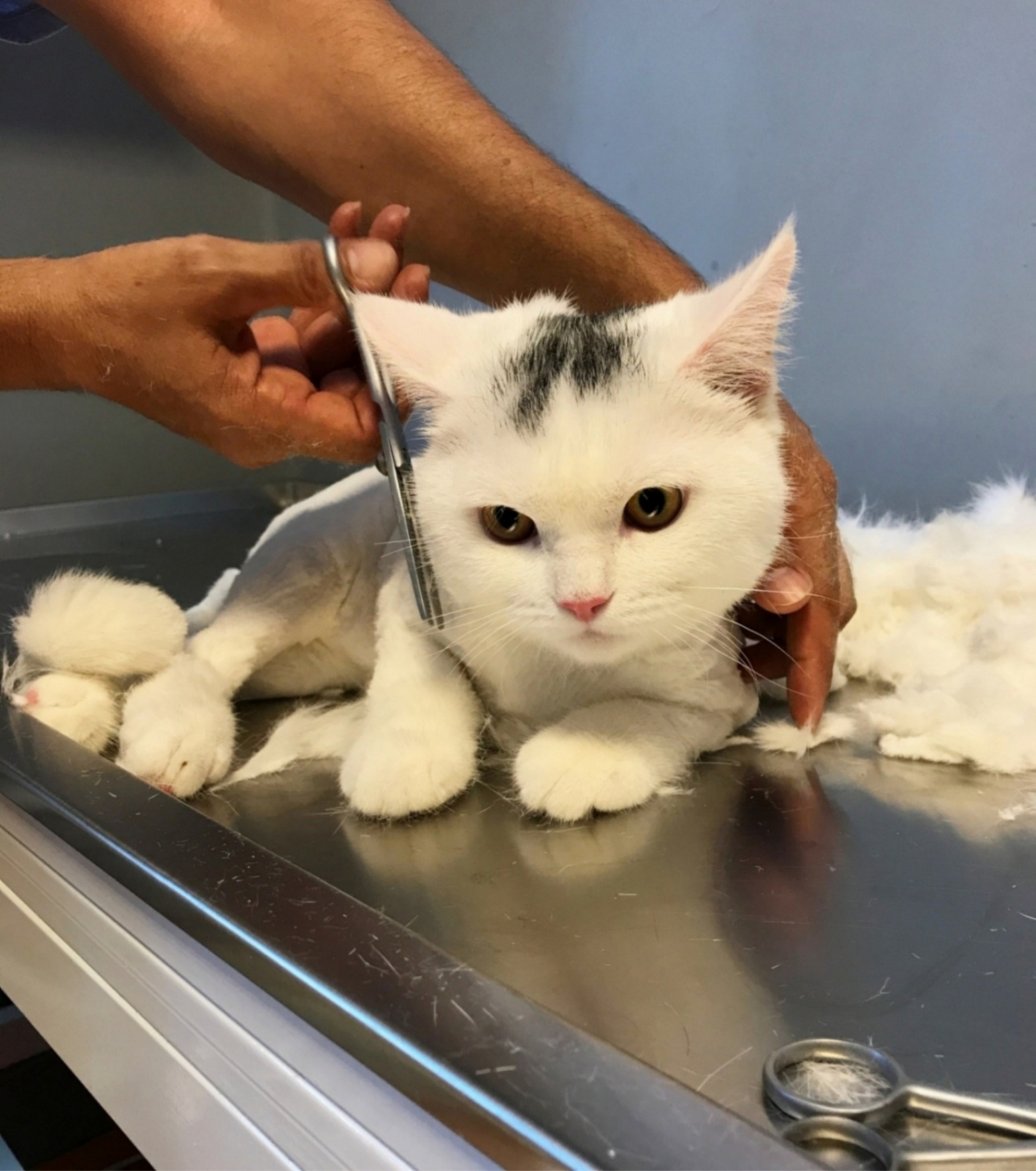 Loft Pet House Kedi Köpek Oteli