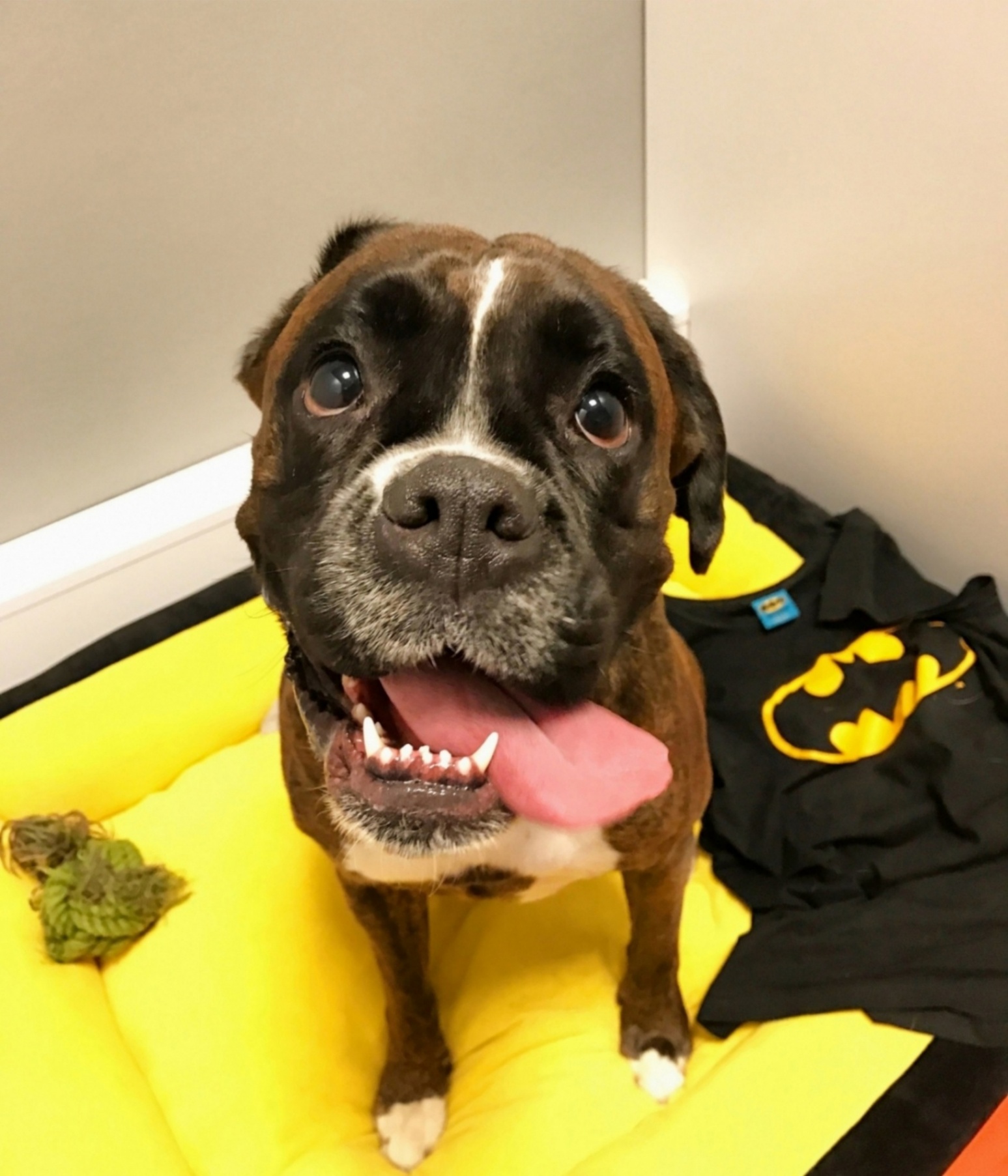 Loft Pet House Kedi Köpek Oteli