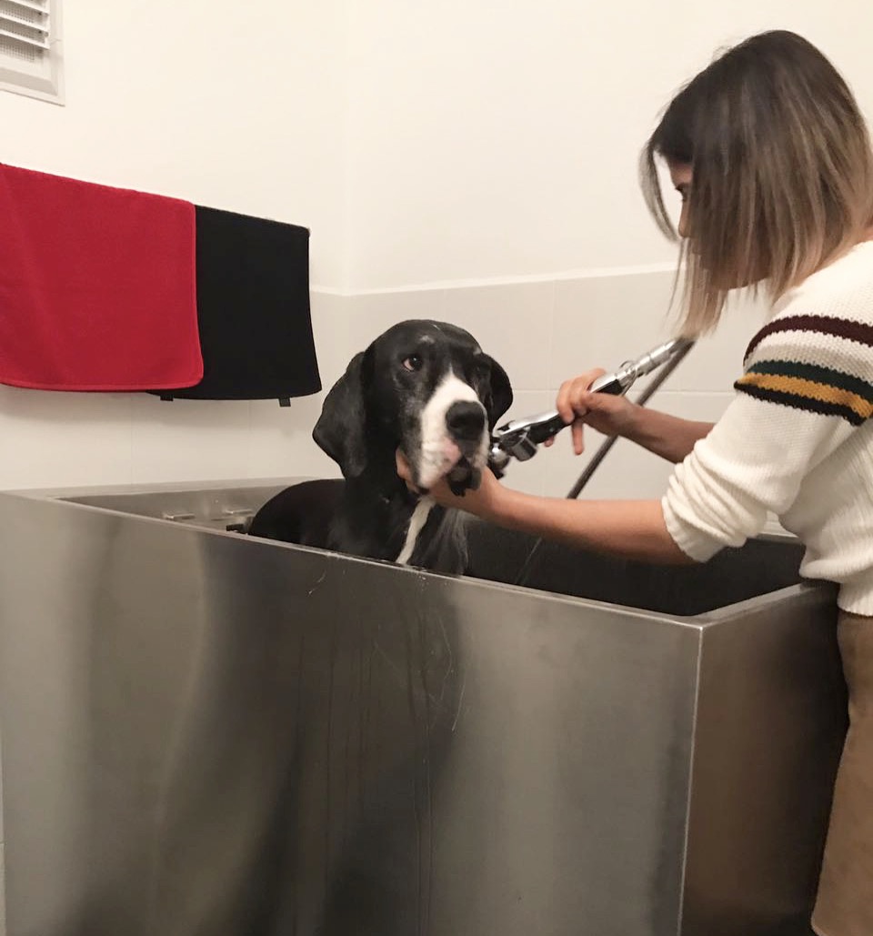 Loft Pet House Kedi Köpek Oteli