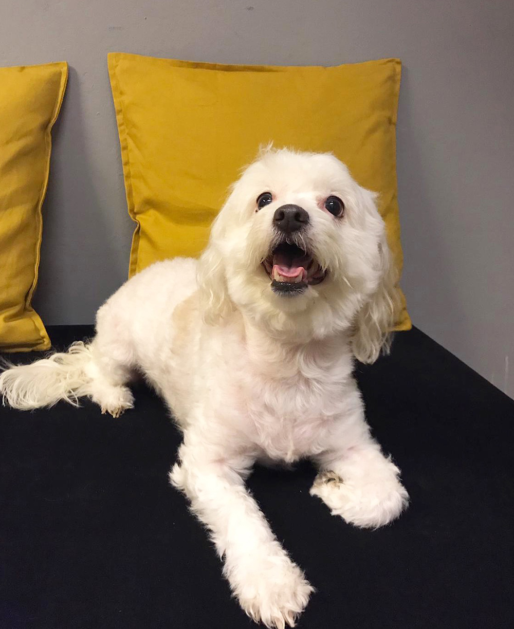 Loft Pet House Kedi Köpek Oteli