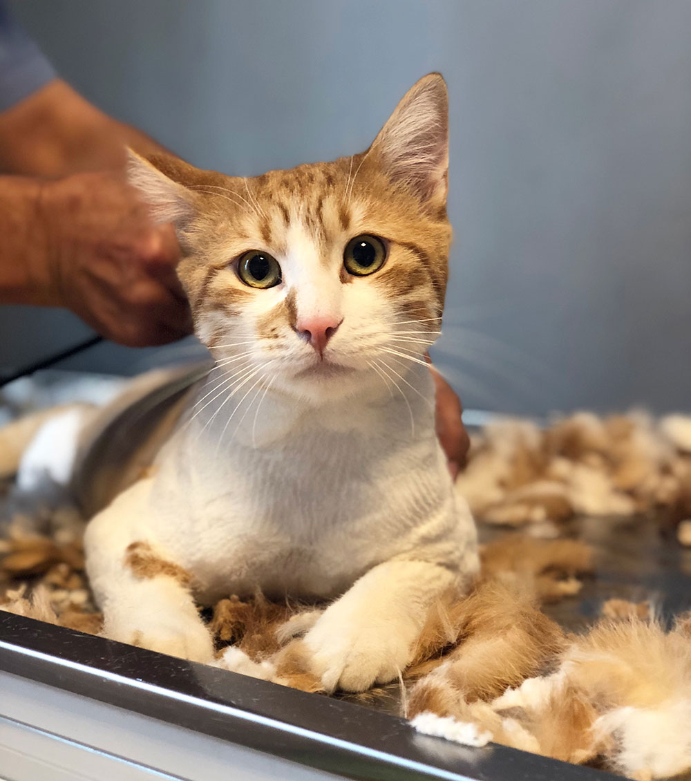 Loft Pet House Kedi Köpek Oteli