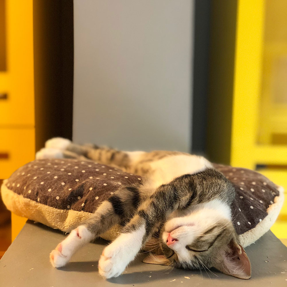 Loft Pet House Kedi Köpek Oteli