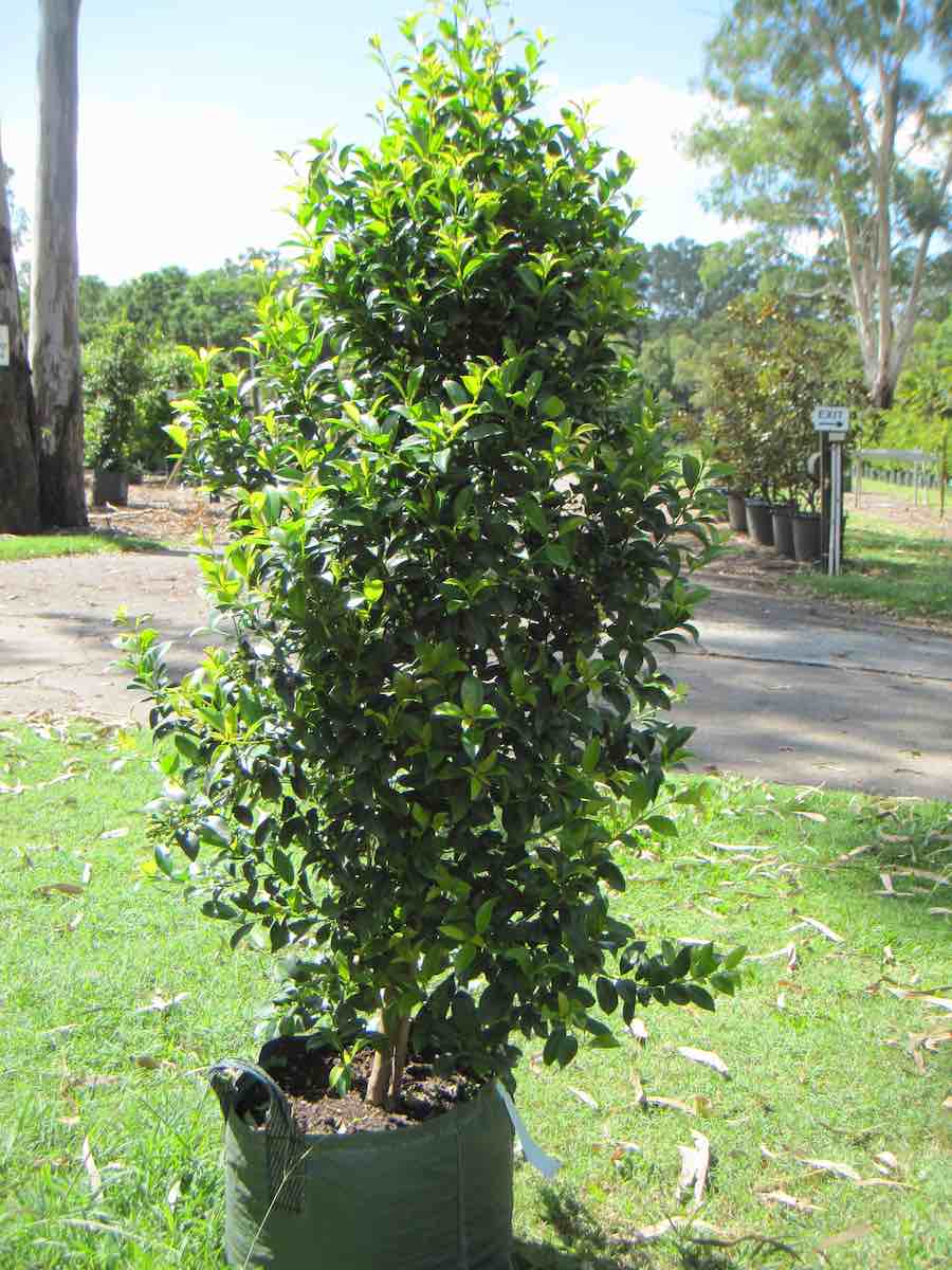 Lilly Pilly (Syzygium) Trees Logan River Tree Farm