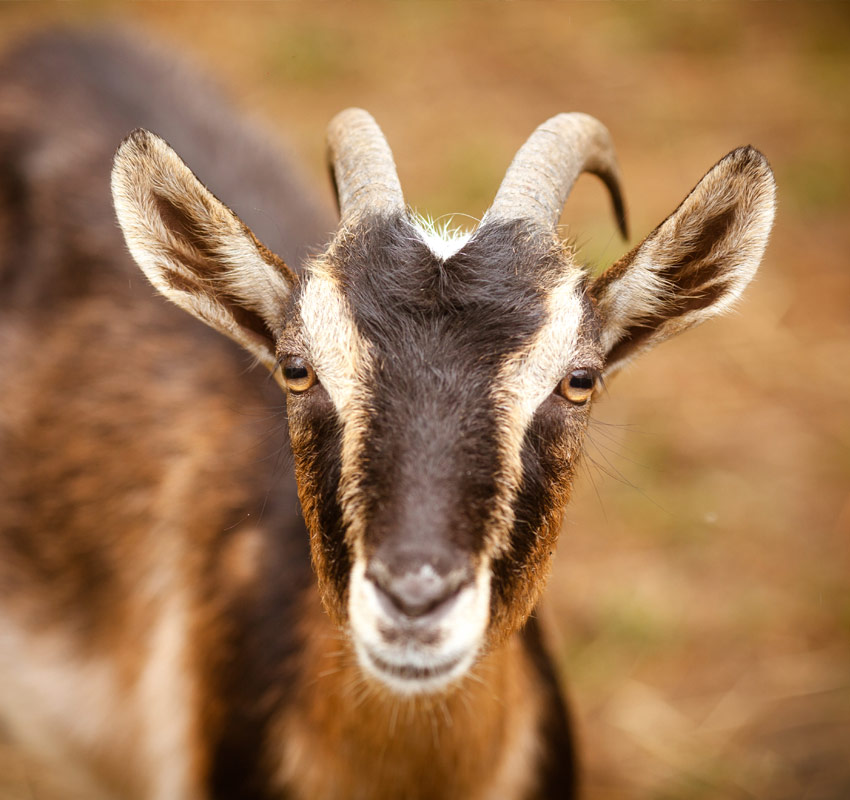 Small Ruminants Vet in Russellville Logan County Animal Clinic