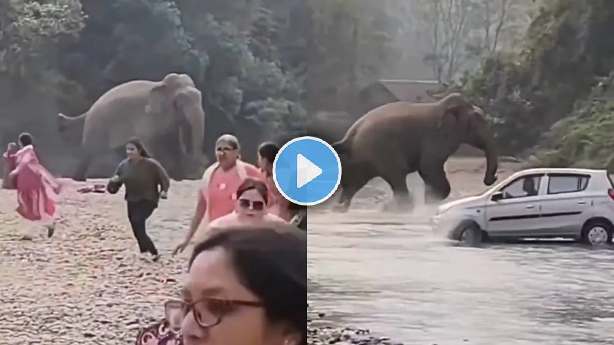 Elephant Shocking Video elephant chases visitors at picnic site IFS(03)