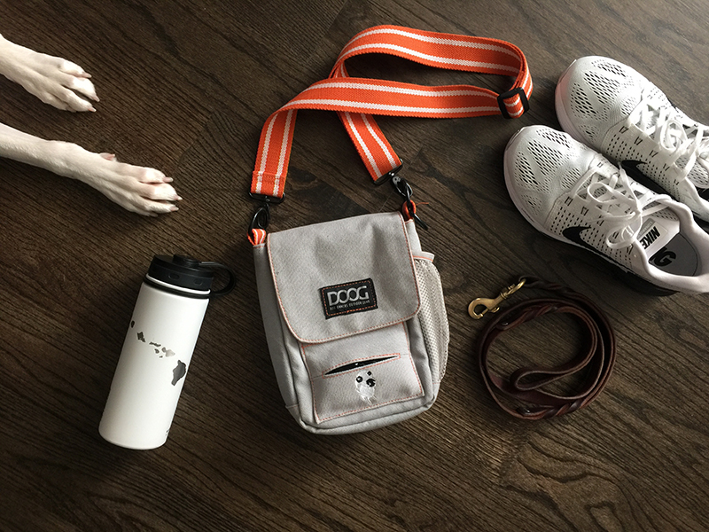 7 Essentials for Dog Walks Lola the Pitty
