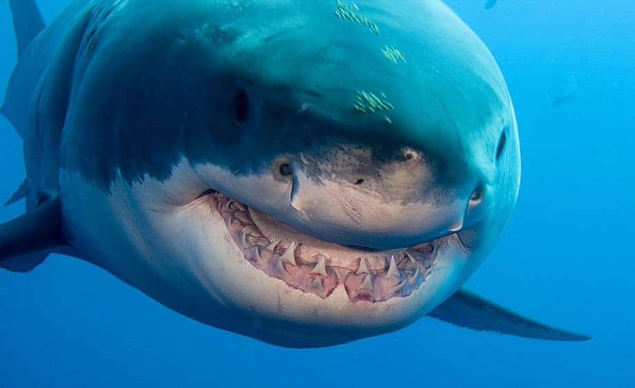 20 Horrifying Shark Attacks That Will Make You Question Going Swimming
