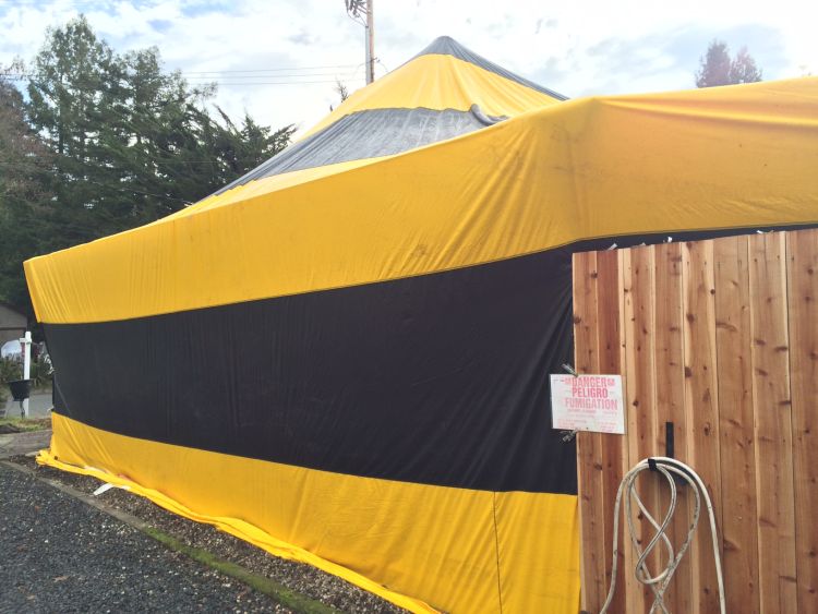 Fumigations Lomax Termite Control