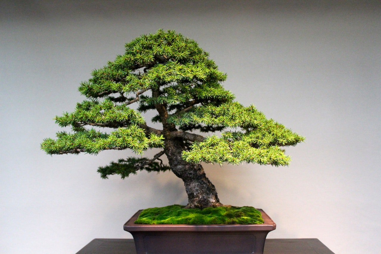 Bonsai,7 consigli per principianti Lombarda Flor