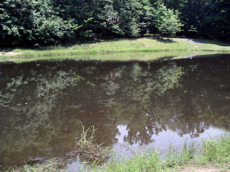 Dan's Mountain State Park Fan site; Creek area, Allegany