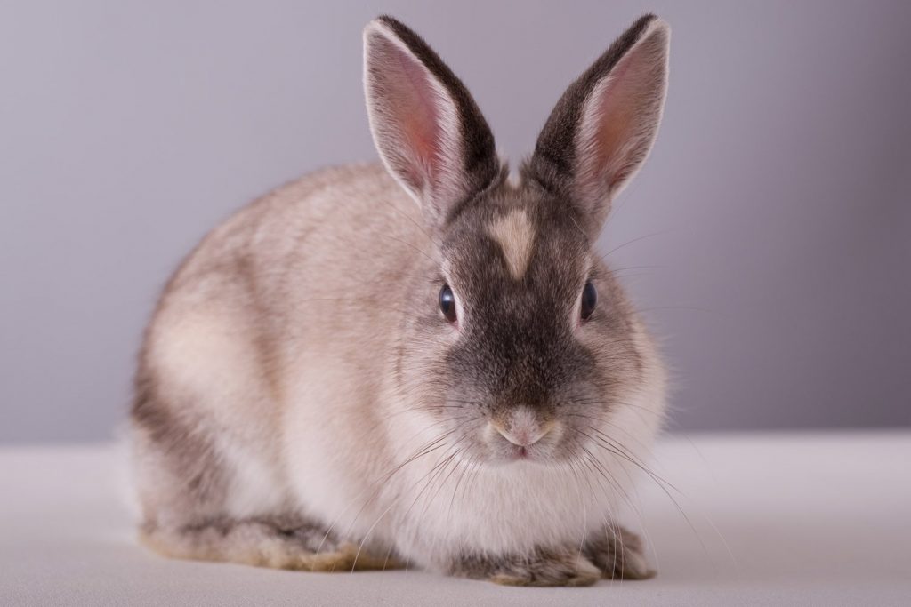 Pet bunny rabbits destroy household items worth Â£50 million a year