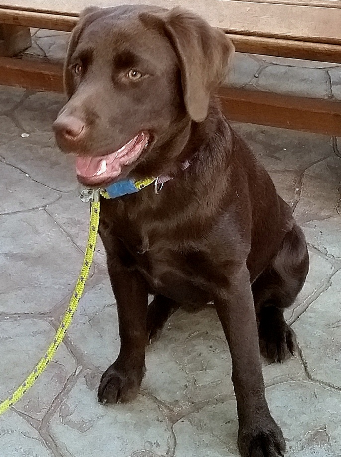 Labrador Retriever Rescue Dog / Adopted 2018 Brookline Labrador