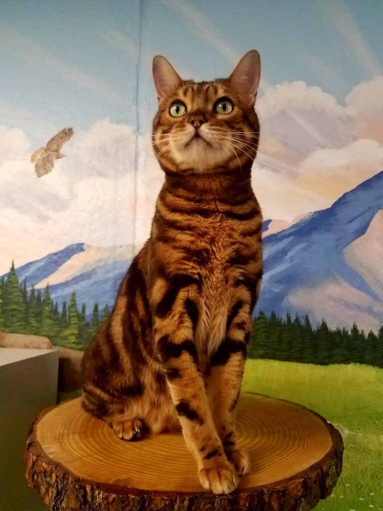 lone tree vet colorado Greet Record Photography