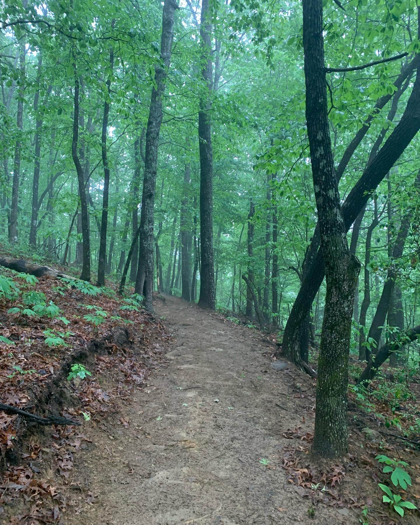 Green River Preserve Camp Long Cane Trails