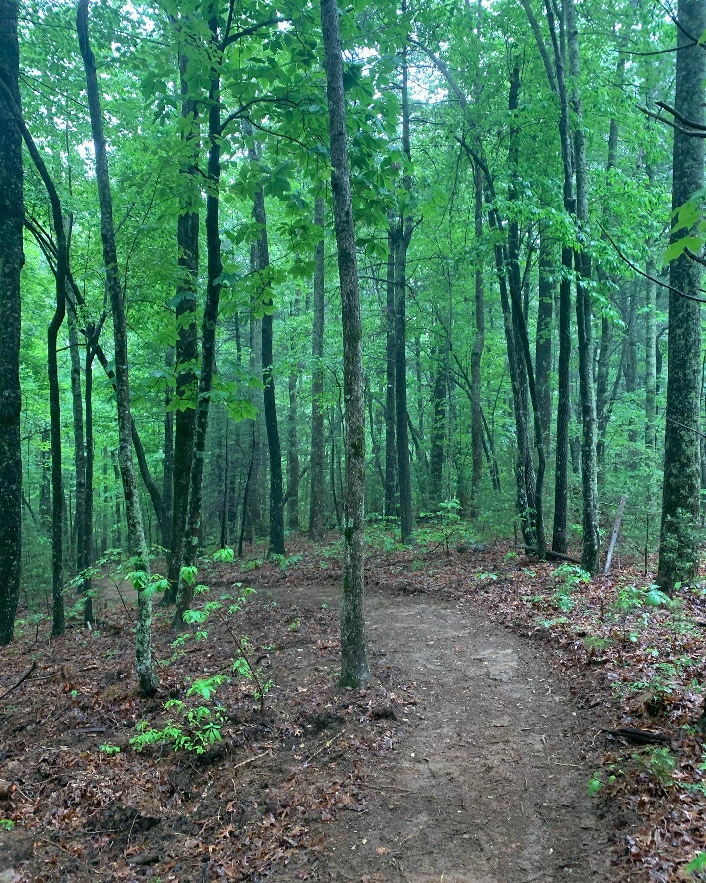 Green River Preserve Camp Long Cane Trails