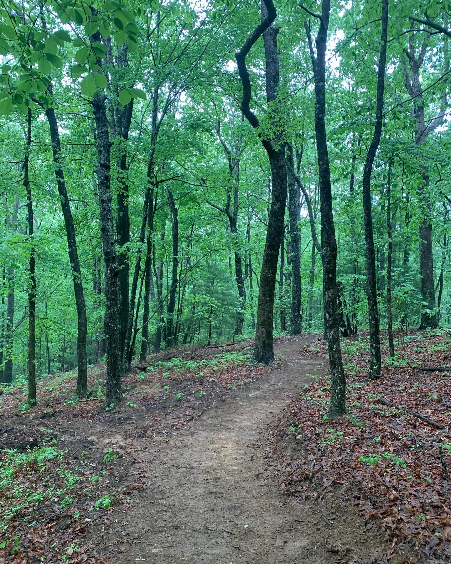Green River Preserve Camp Long Cane Trails