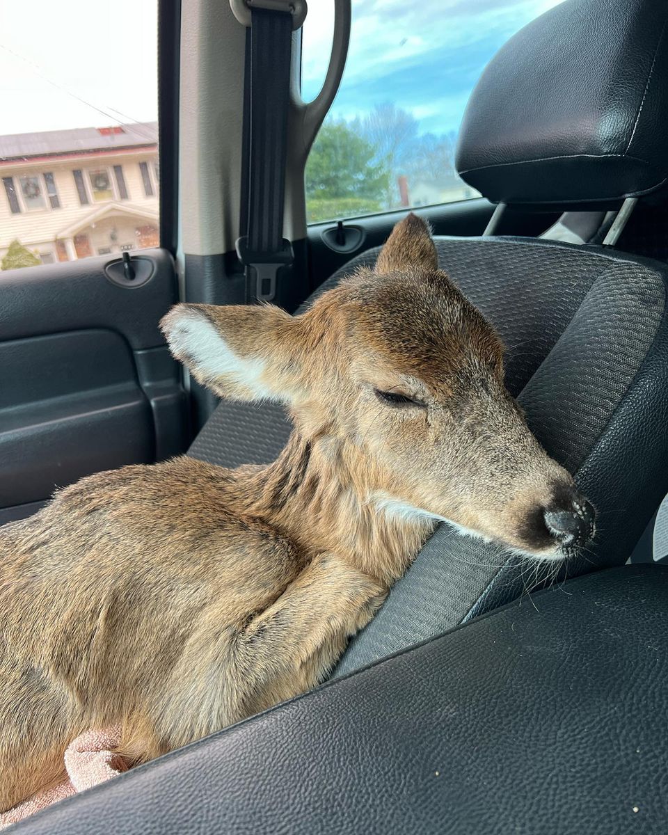Baby Deer Rescued in Middle Island