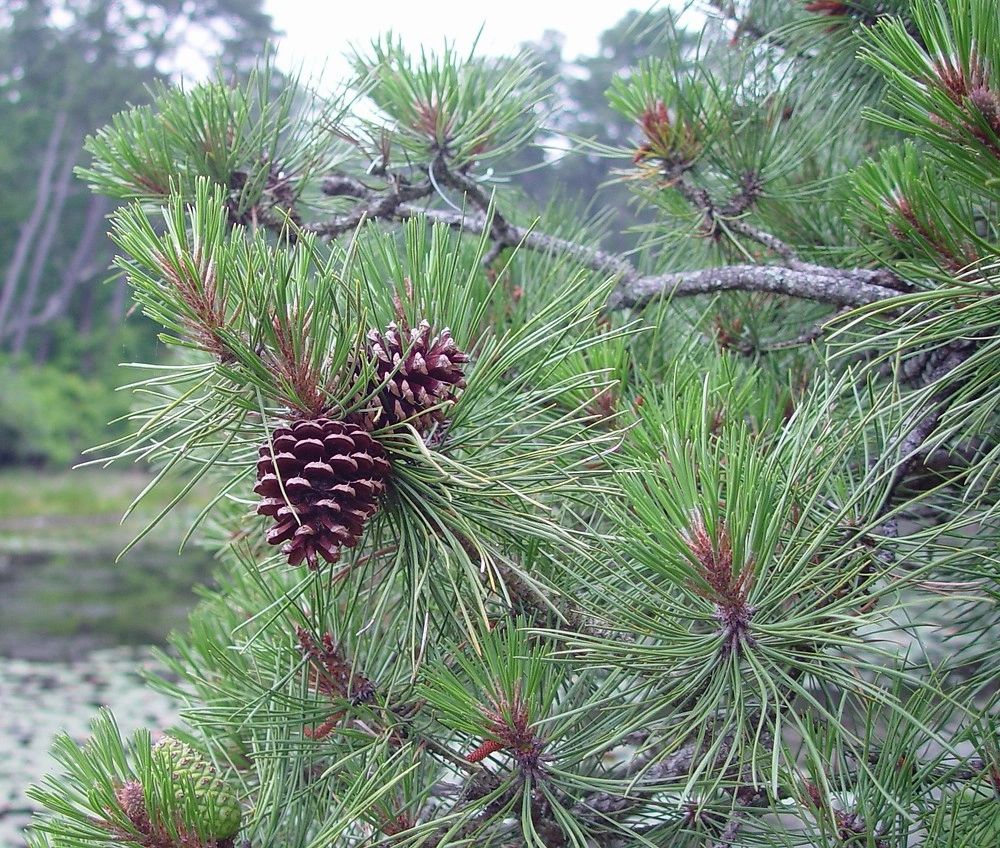 Pinus rigida Pitch Pine Long Island Natives