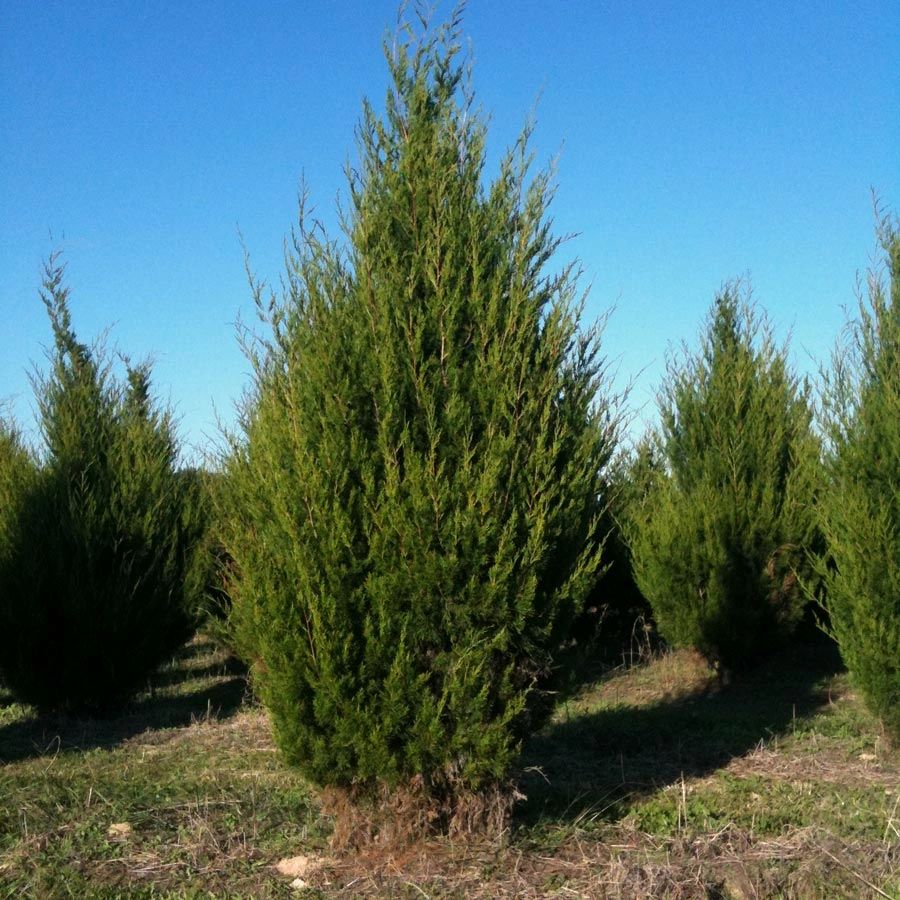 Juniperus virginiana Eastern Red Cedar Long Island Natives
