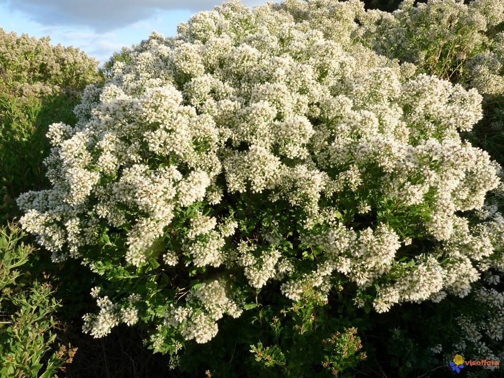 Baccharis halimifolia Groundsel Tree Long Island Natives