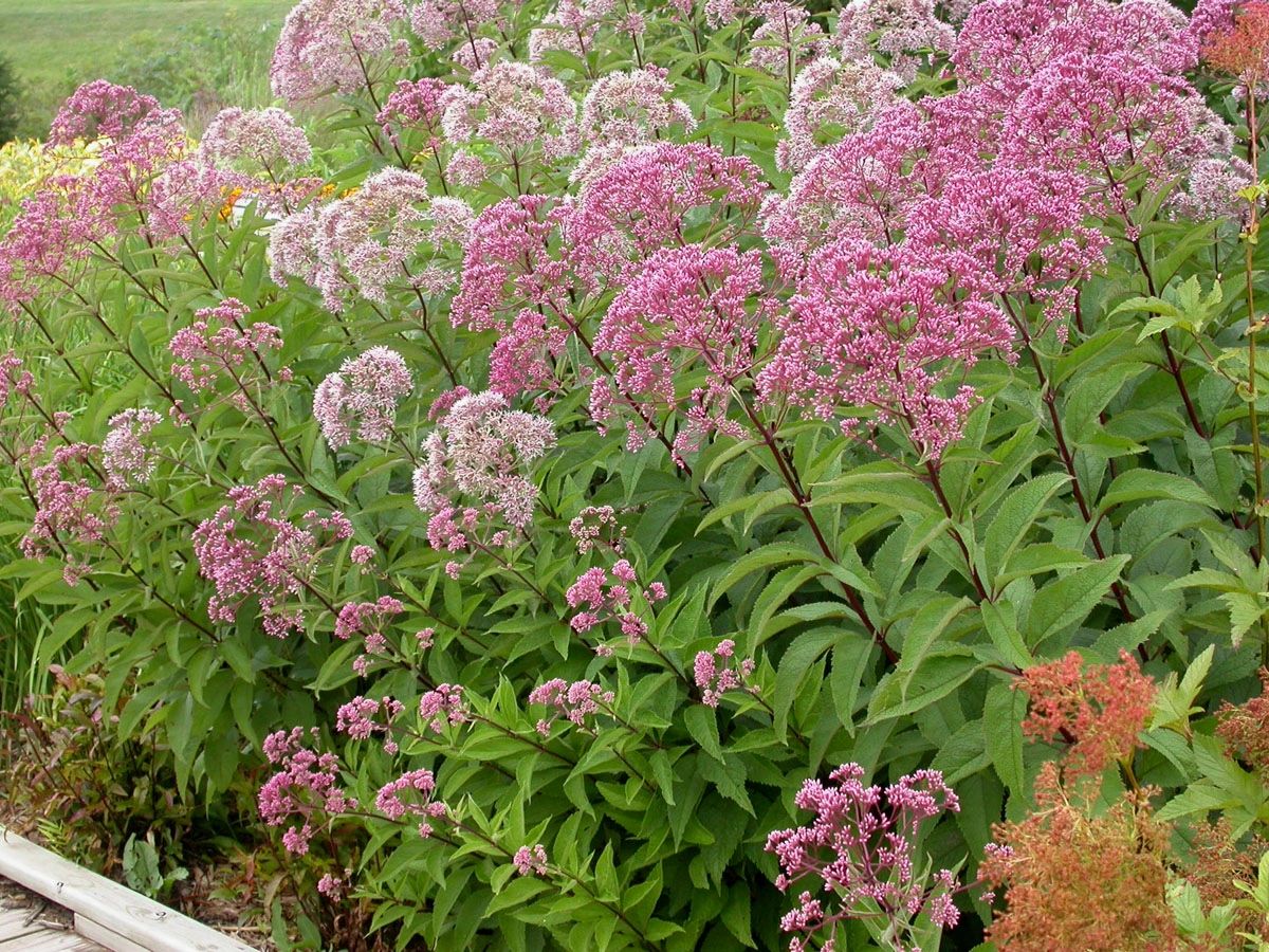 Plants Native to Long Island Long Island Natives