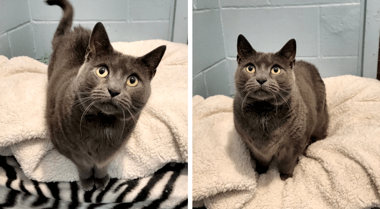 15 Cool Cats Available for Adoption on Long Island