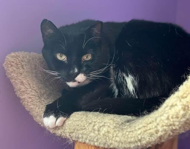 12 Pets for Adoption on Long Island