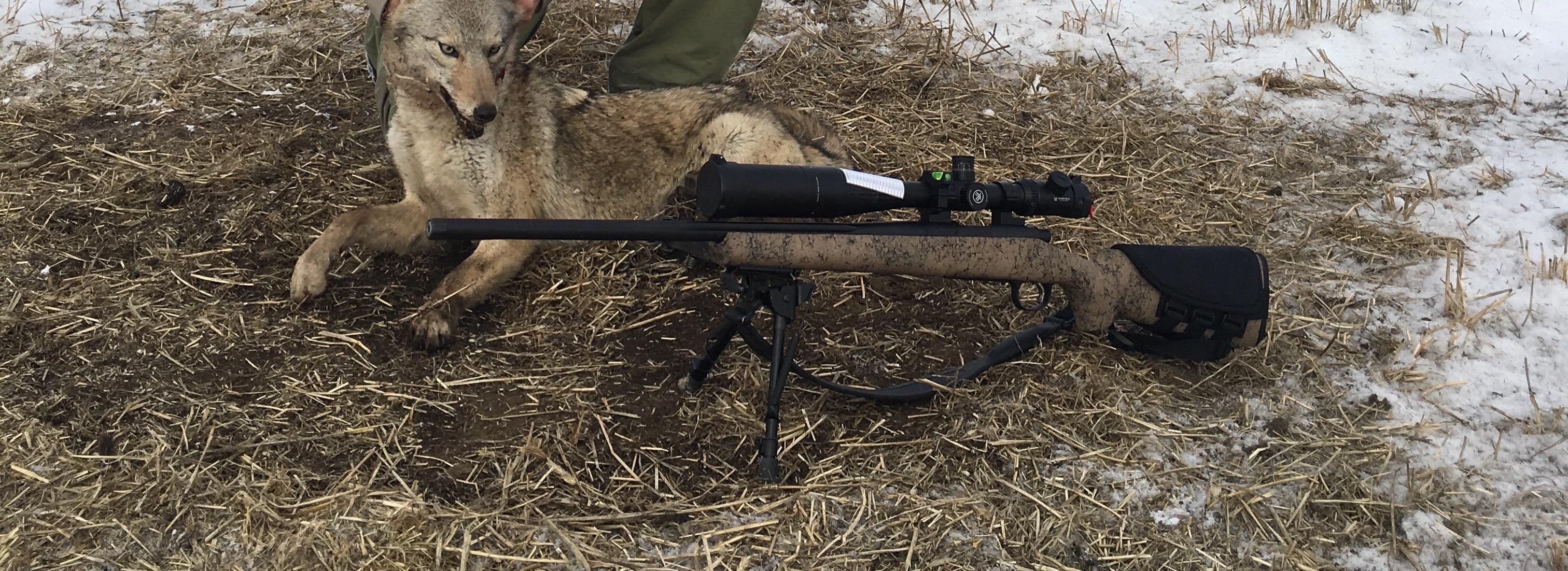 Show us your Fox and Coyote Rig and Other gun Long Range Hunting Forum