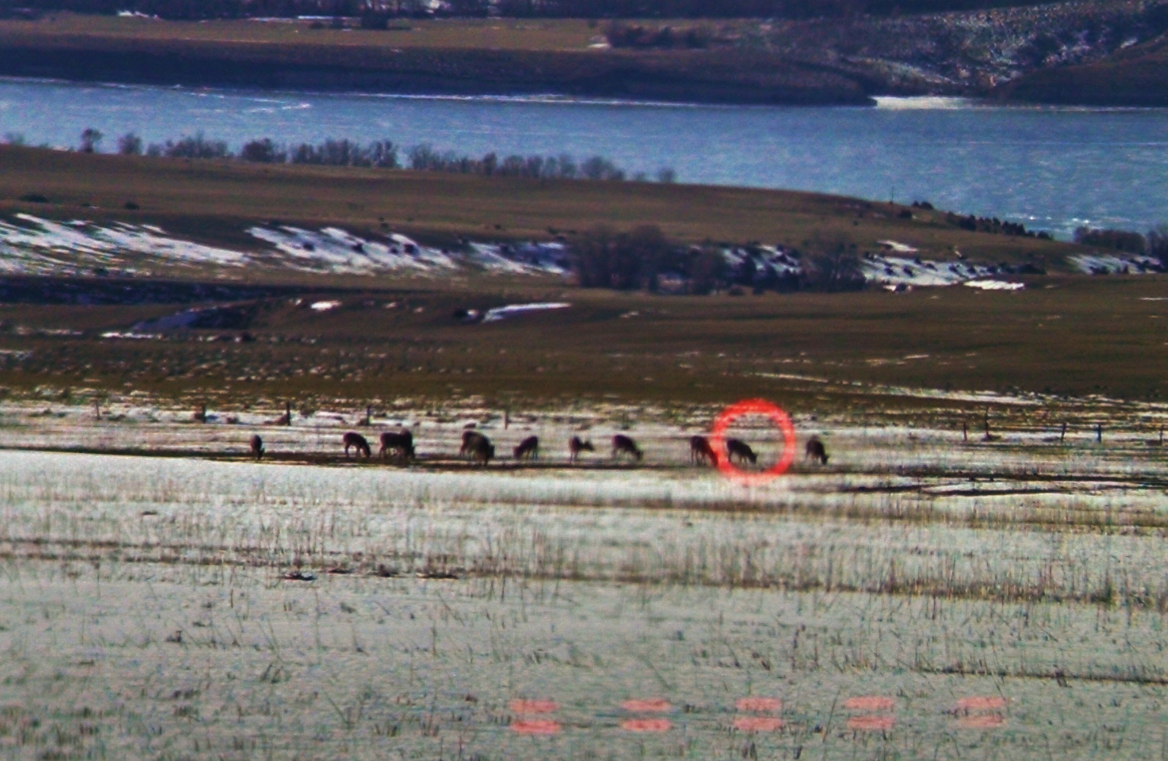 SIG SAUER KILO 2000 Rangefinder Review - Long Range Only