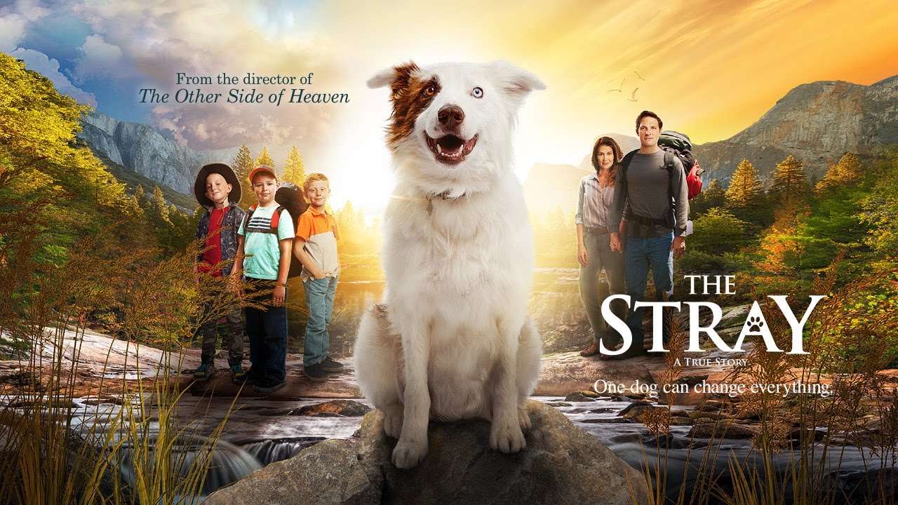 The Stray Movie Now in Theaters!