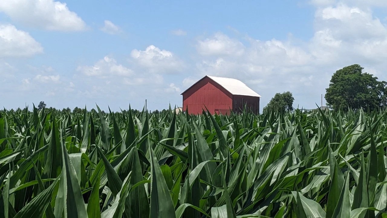 God lives in a cornfield Looking out Loud