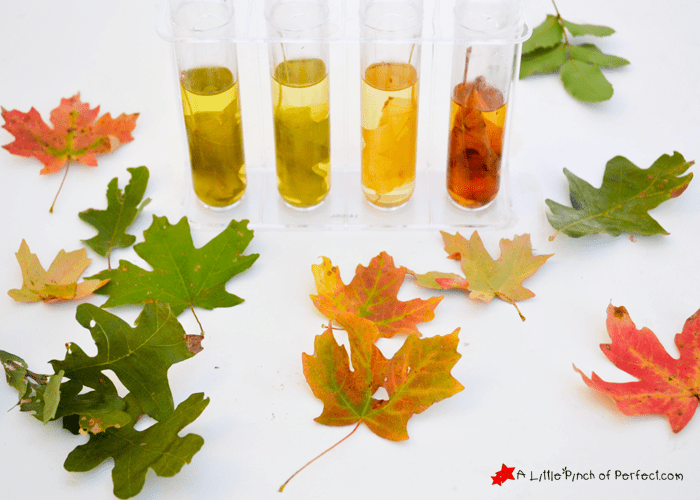 15 Simple Leaf Science Activities for Preschoolers - Look! We're Learning!