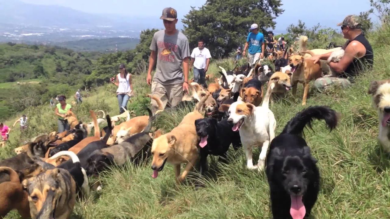 Veterinary Spanish 101 Loop Abroad Veterinary Study Abroad and Service