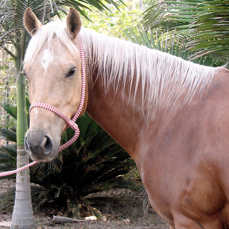 14mm Horse Lead Loopy Leads