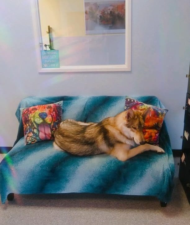 Services Lori's Dog Grooming