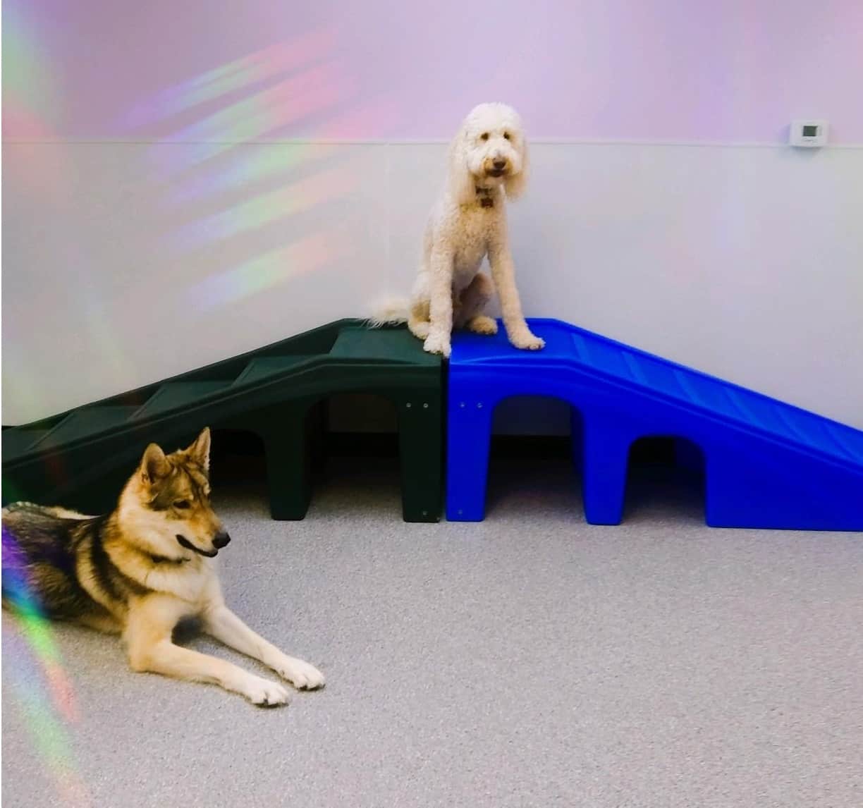 Daycare Lori's Dog Grooming