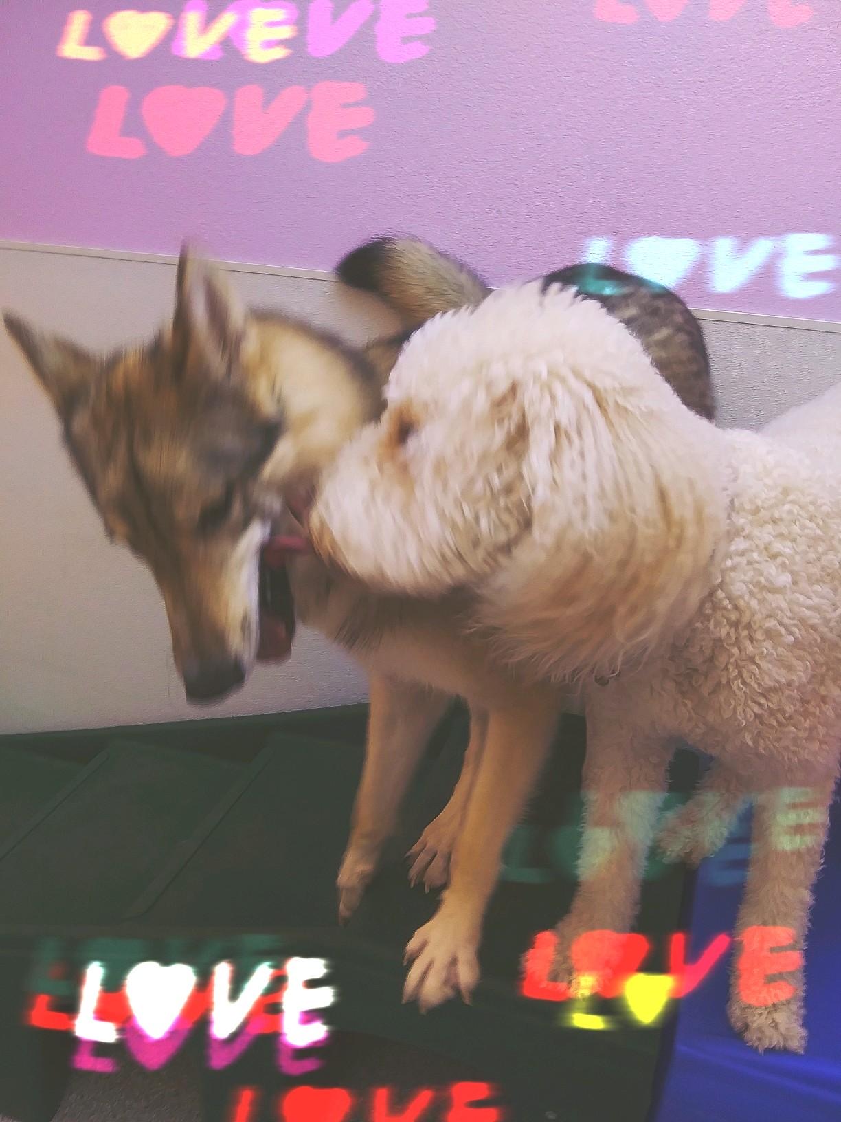 Boarding (Doggy Staycation) Lori's Dog Grooming