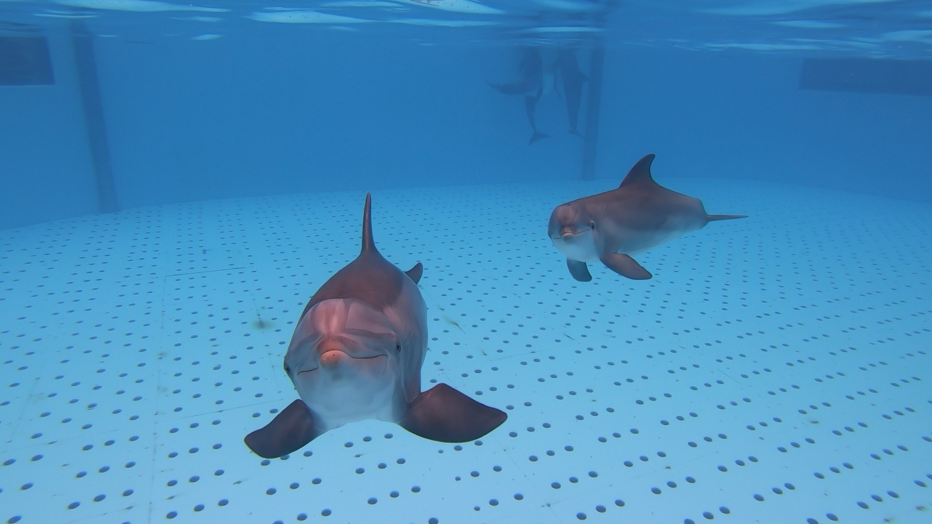 Baltimore Aquarium Defamation of a Sanctuary • Loro Parque