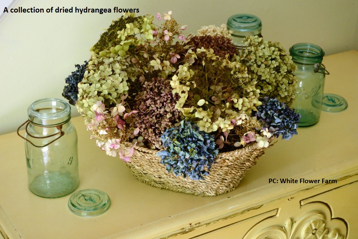 DRYING/PRESERVING HYDRANGEA FLOWERS Lorraine Ballato