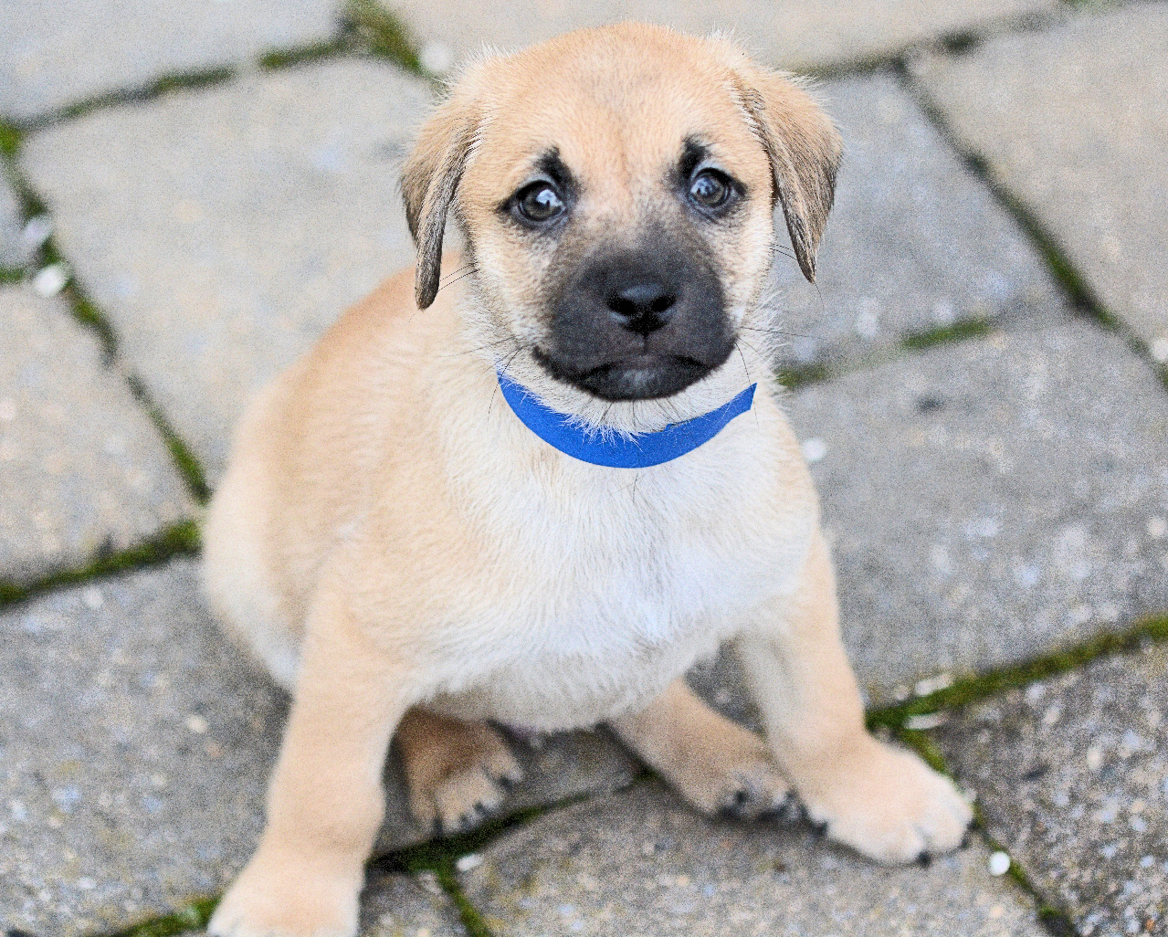 5 Guys Pups Gilbert Lost Dog & Cat Rescue Foundation
