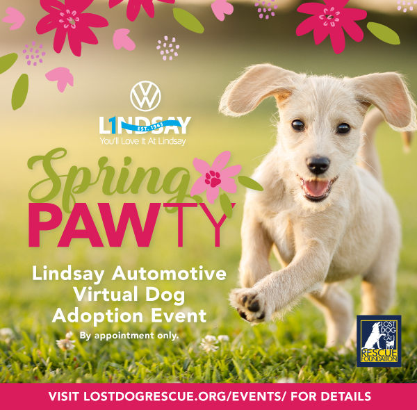 Virtual Adoption Event Spring PAWty at Lindsay VW of Dulles Lost Dog