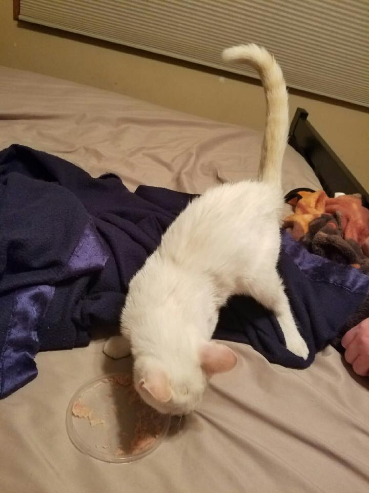 Found 1/19/2017 white cat in Bloomington, IL Lost and Found Pets of
