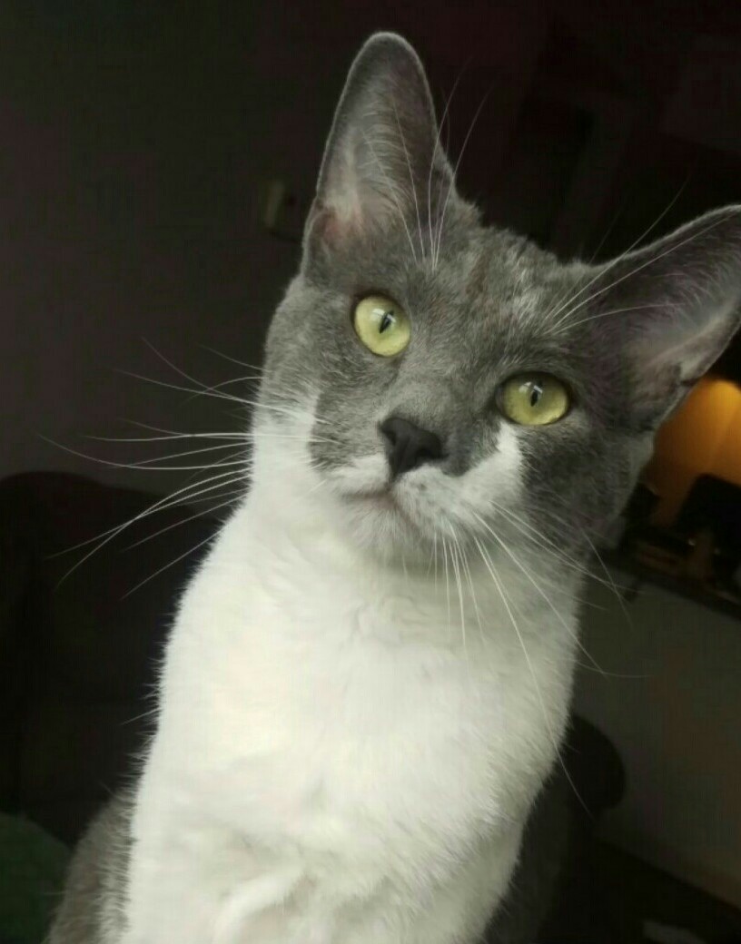 Lost Gray and White Cat in Bloomington Lost and Found Pets of McLean