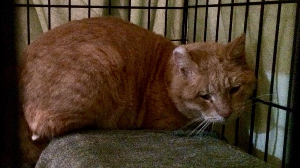 1/22/18 FOUND orange tabby cat in Bloomington, IL Lost and Found