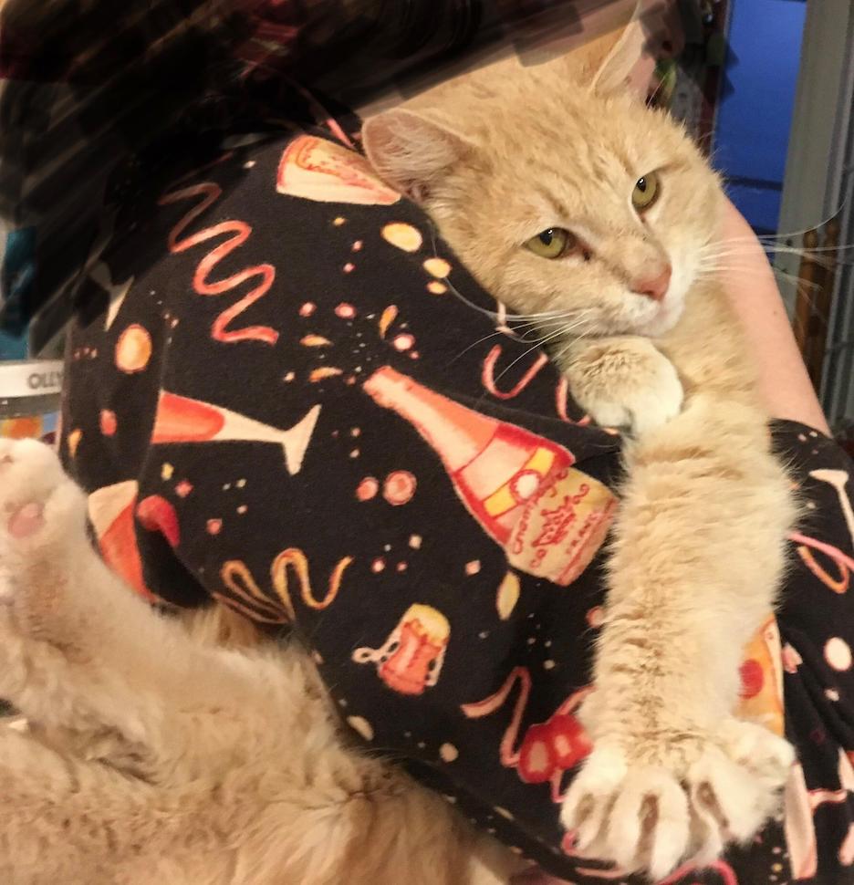 4/14/18 FOUND male orange, tabby cat in Bloomington, IL Lost and