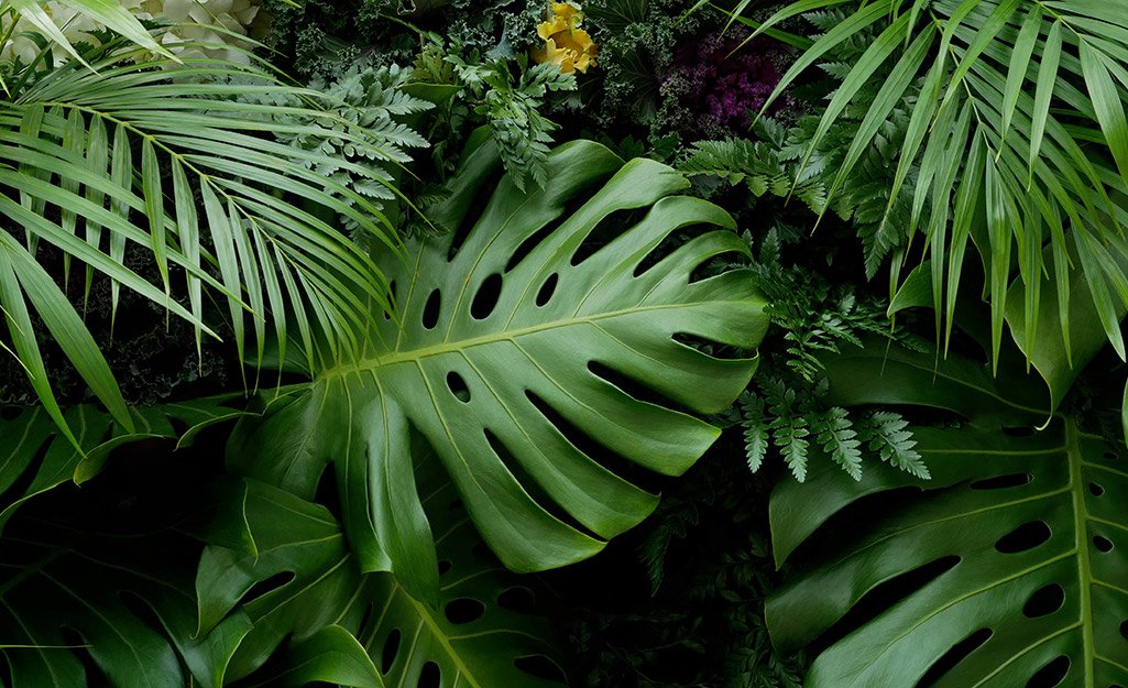 The Best Stores to Buy Houseplants in Toronto Lost in Toronto