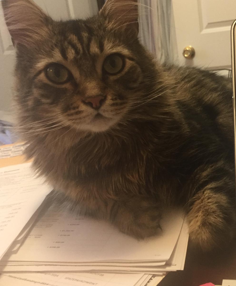 Lost Cat Maine Coon in LAWRENCE TOWNSHIP, NJ Lost My Kitty