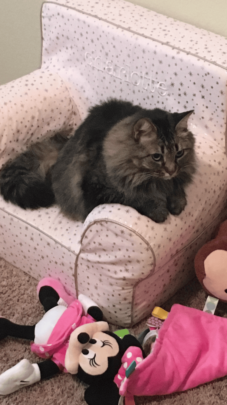 Lost Cat Domestic Long Hair in BURLESON, TX Lost My Kitty