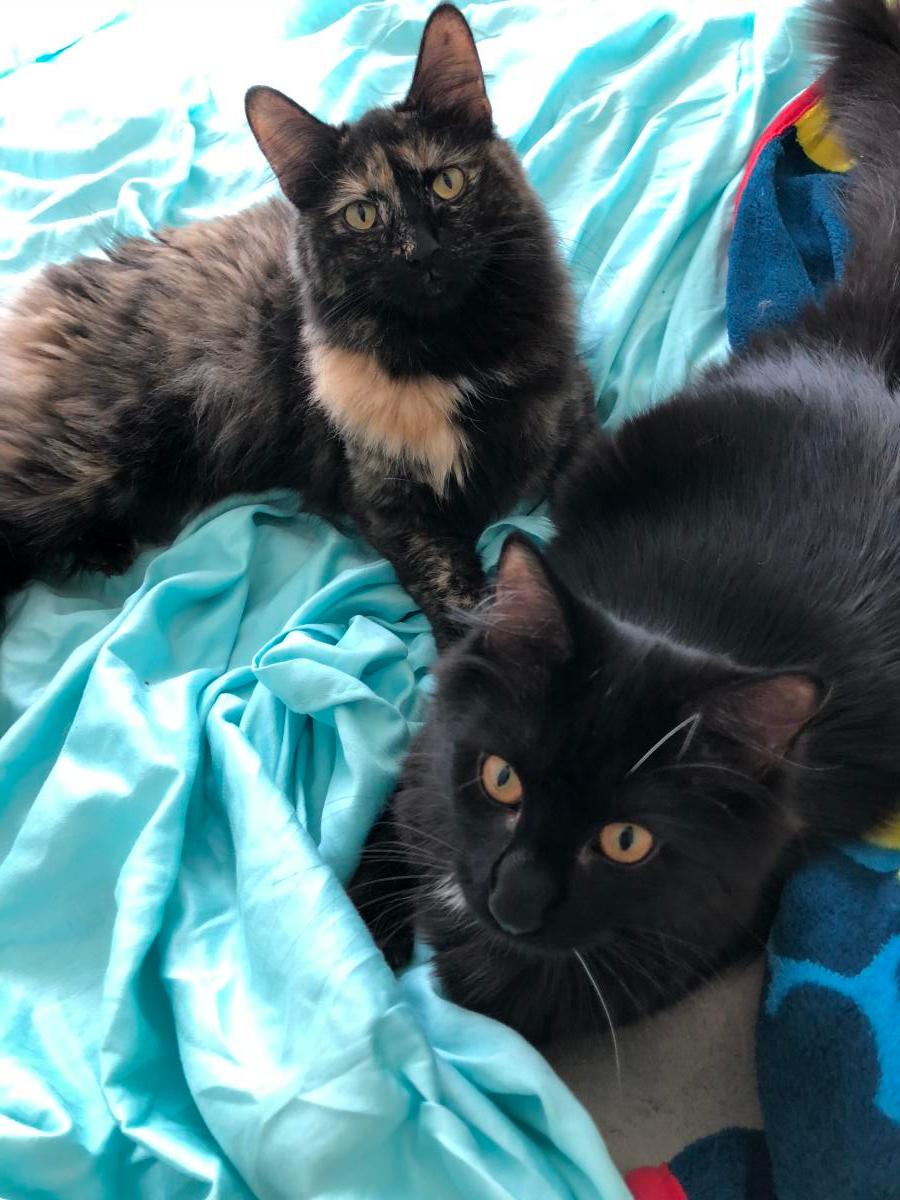 Lost Cat Unknown in FLEMINGTON, NJ Lost My Kitty
